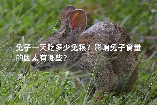 兔子一天吃多少兔糧？影響兔子食量的因素有哪些？